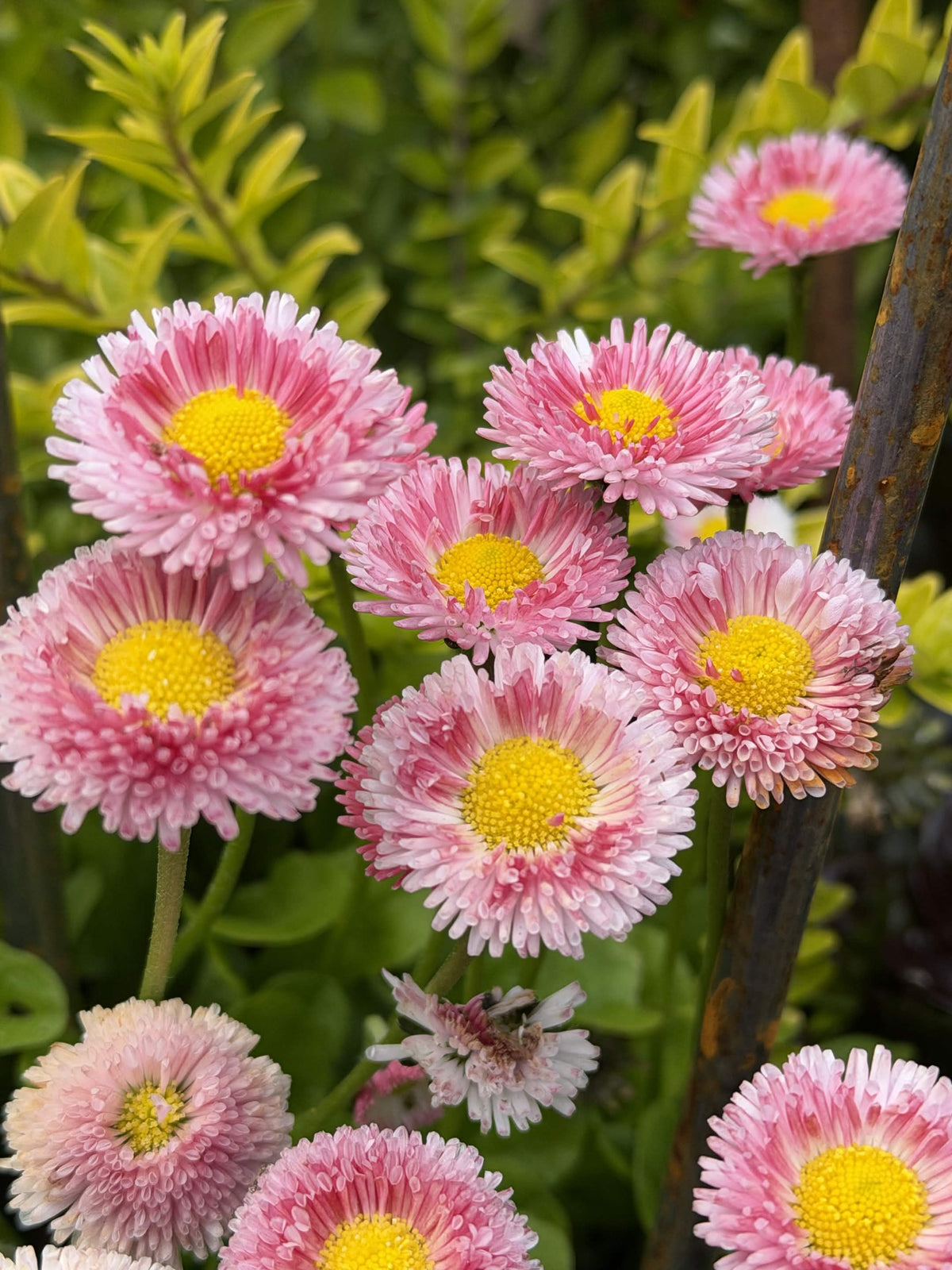 Bellis Strawberry & Cream
