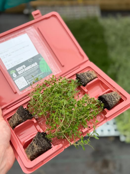 The Plug Plant Aftercare Guide