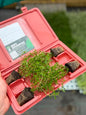 Ornamental Scented Thyme Mixed Selection Plug Pack