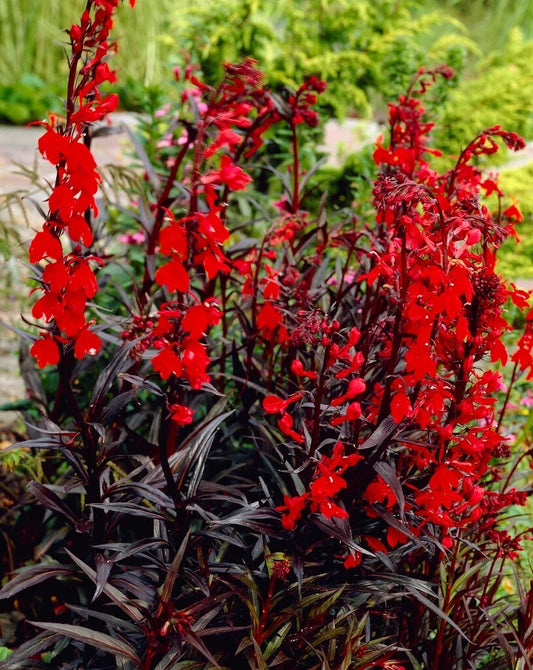 Lobelia ‘Queen Victoria’