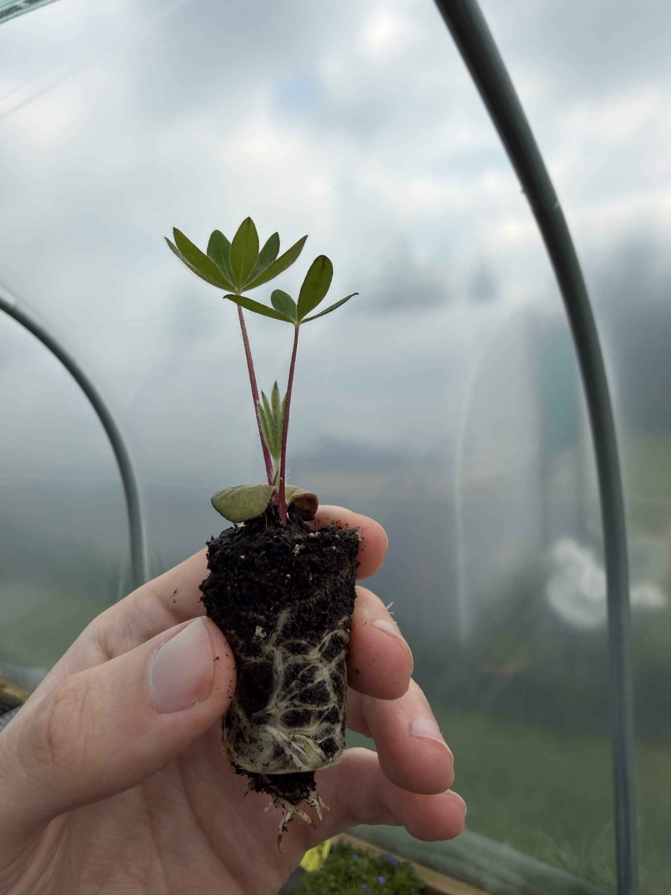 Lupin Russel Mix - Large Plug Plants