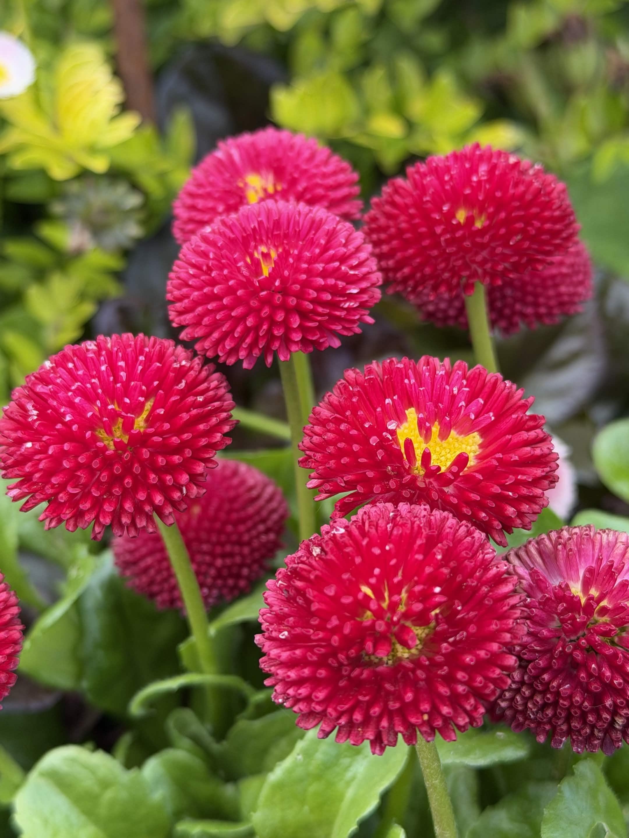 Bellis Bam Bam Red - 6 Large Plug Plants