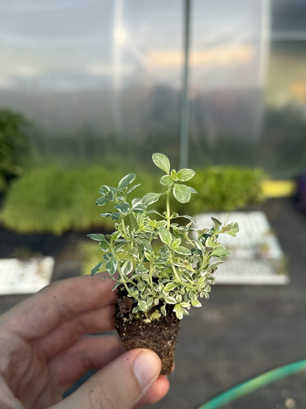 Thyme Summerdreams Silver Large Plug Plants