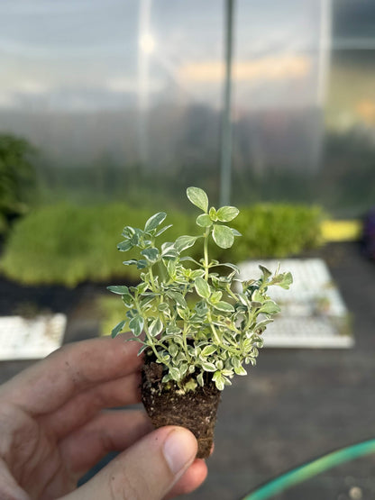 Thyme Summerdreams Silver Large Plug Plants
