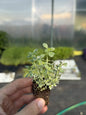 Thyme Summerdreams Silver Large Plug Plants