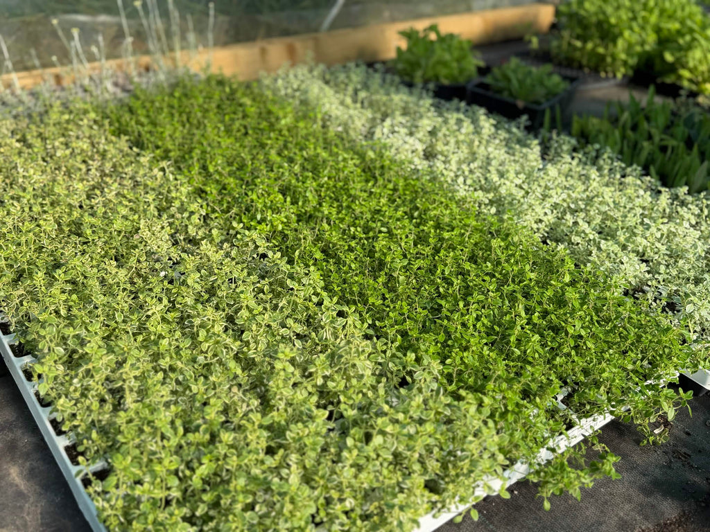 Ornamental Scented Thyme Mixed Selection Plug Pack
