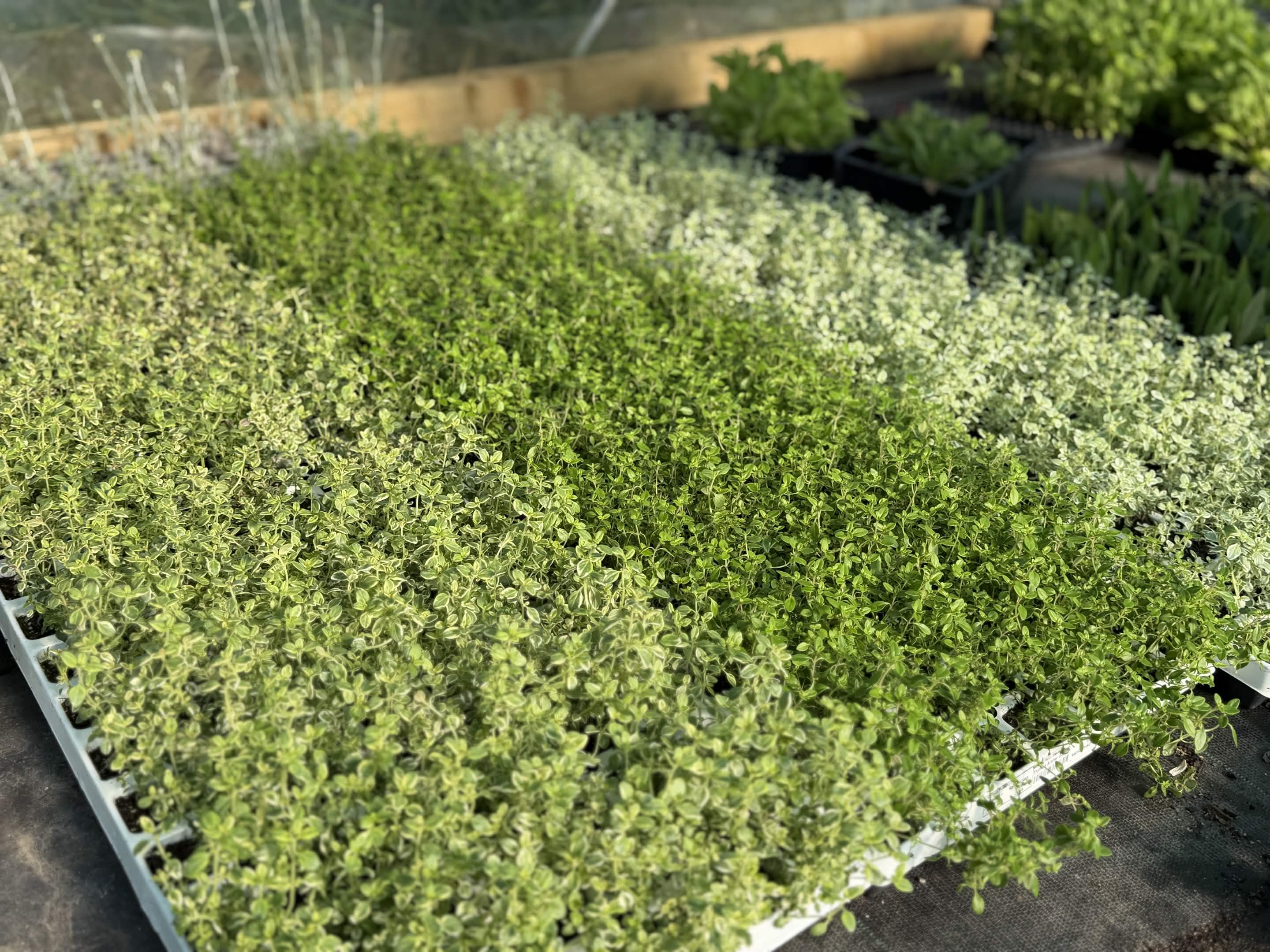 Ornamental Scented Thyme Mixed Selection Plug Pack