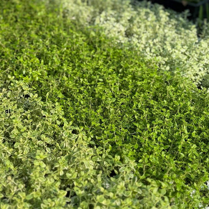 Ornamental Scented Thyme Mixed Selection Plug Pack