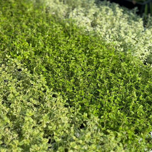 Ornamental Scented Thyme Mixed Selection Plug Pack
