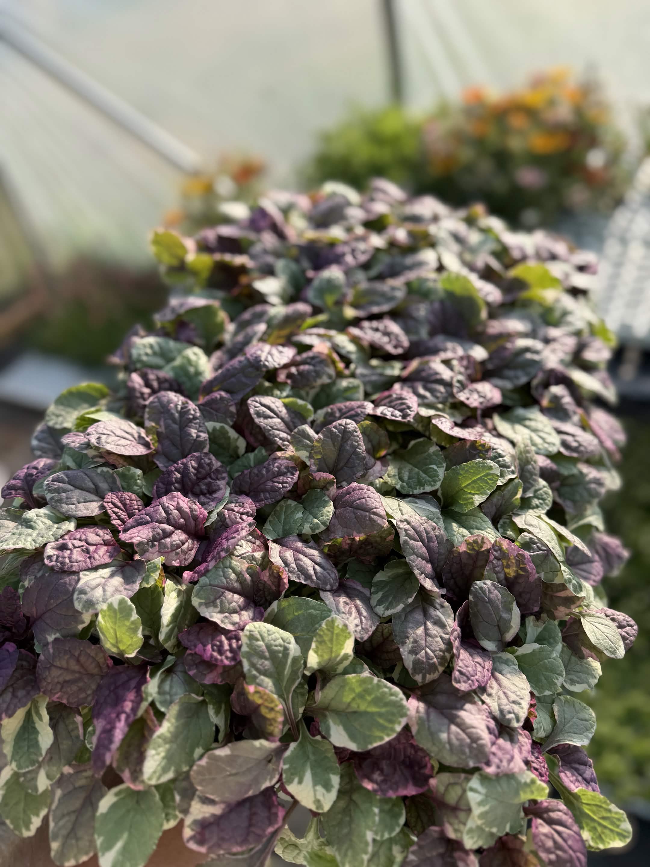 Ajuga Burgandy Glow - Large Plug Plants