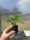 Echinacea Purpurea Perennial Plug Plants