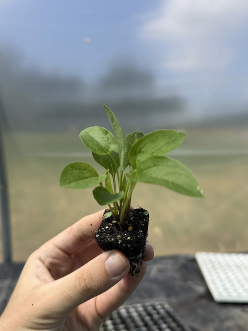 Echinacea Purpurea Perennial Plug Plants