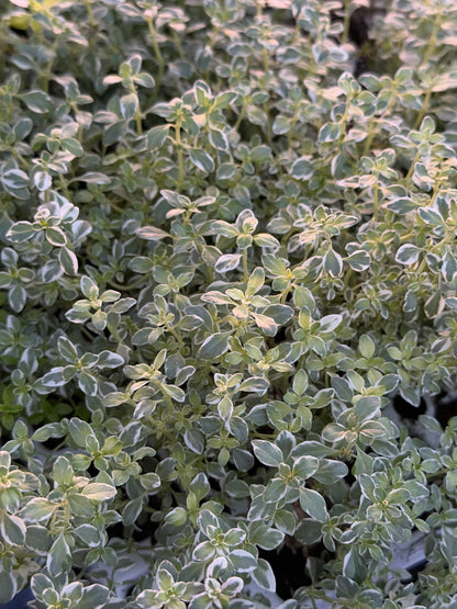 Thyme Summerdreams Silver Large Plug Plants