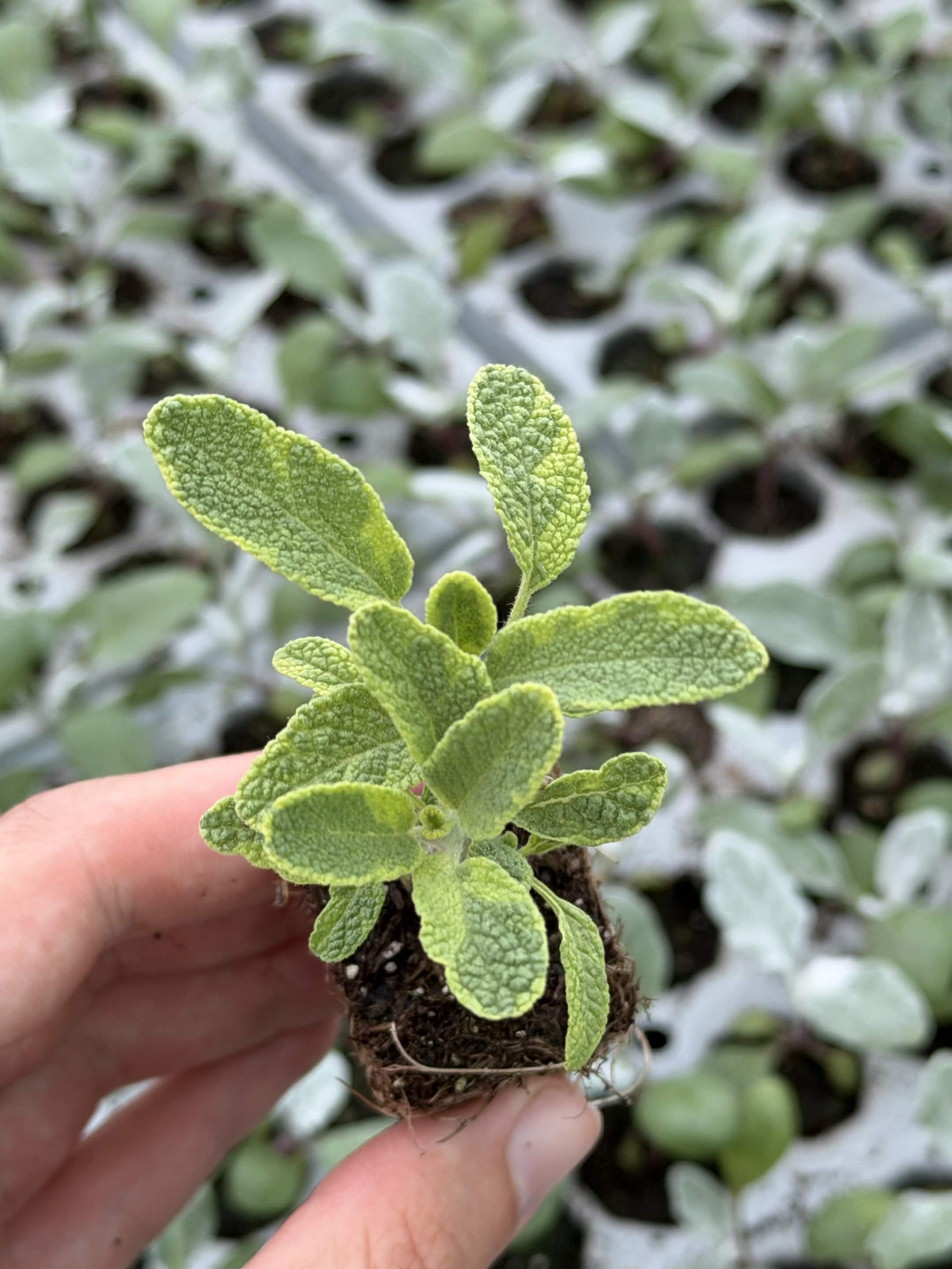 Sage - Variegated Gold