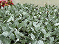 Cineraria Silver Leaf - Silver Foliage Perennial