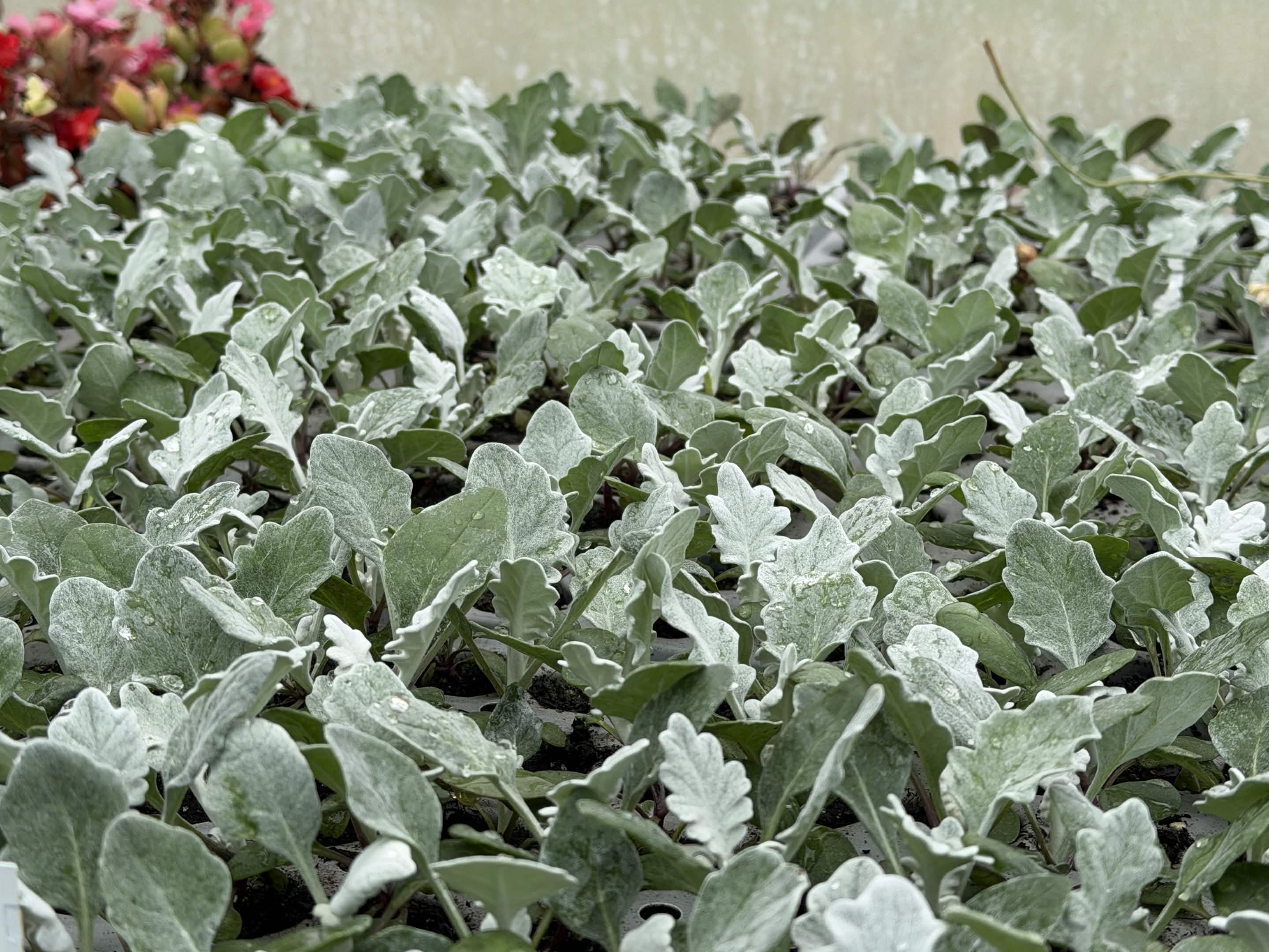 Cineraria Silver Leaf - Silver Foliage Perennial