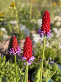 Primula Vialii - Large Plug Plants