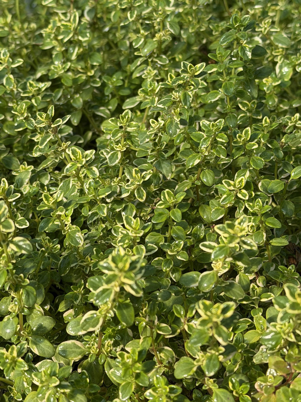 Thyme Summerdreams - Lemon Gold
