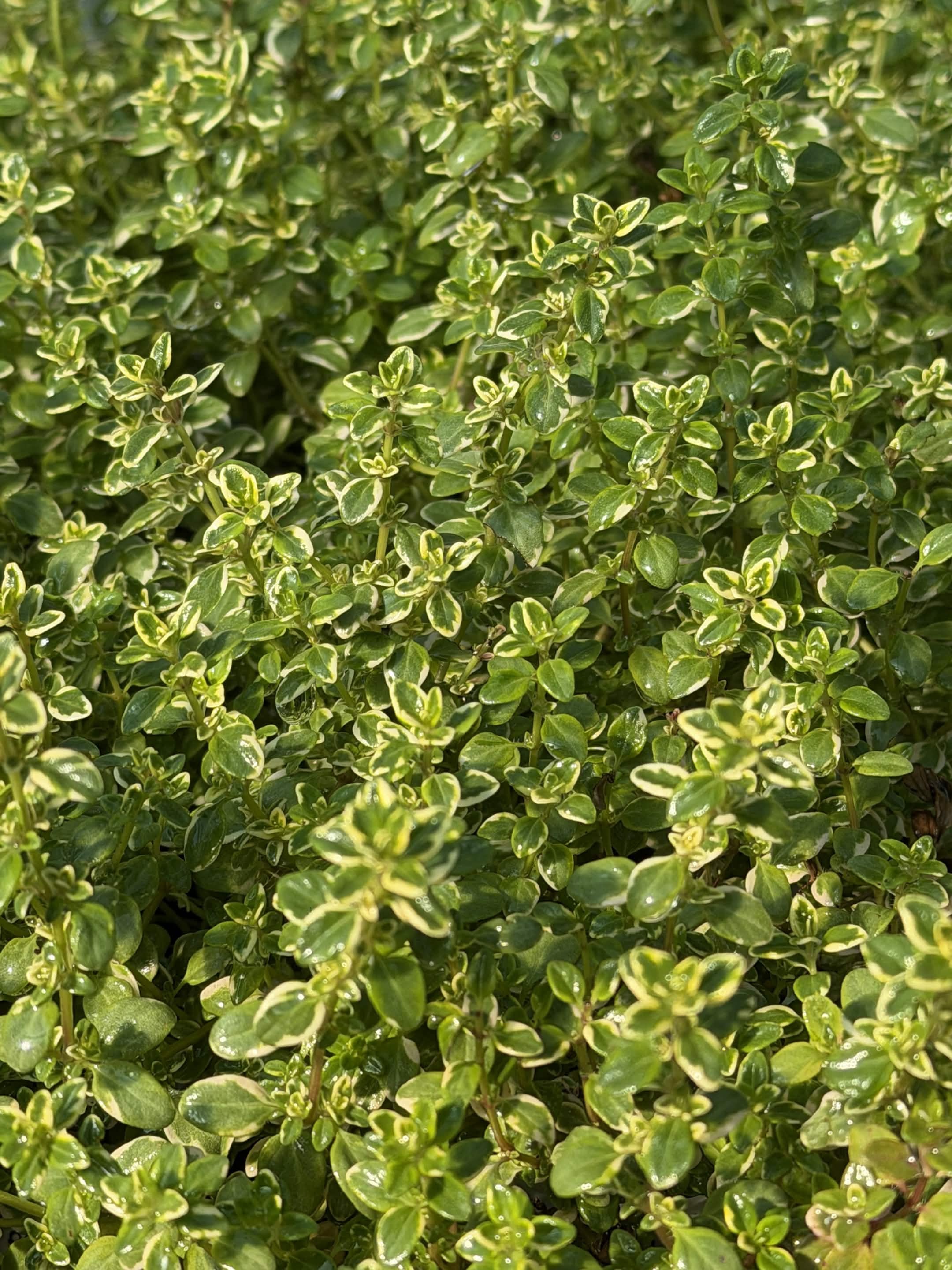 Thyme Summerdreams - Lemon Gold