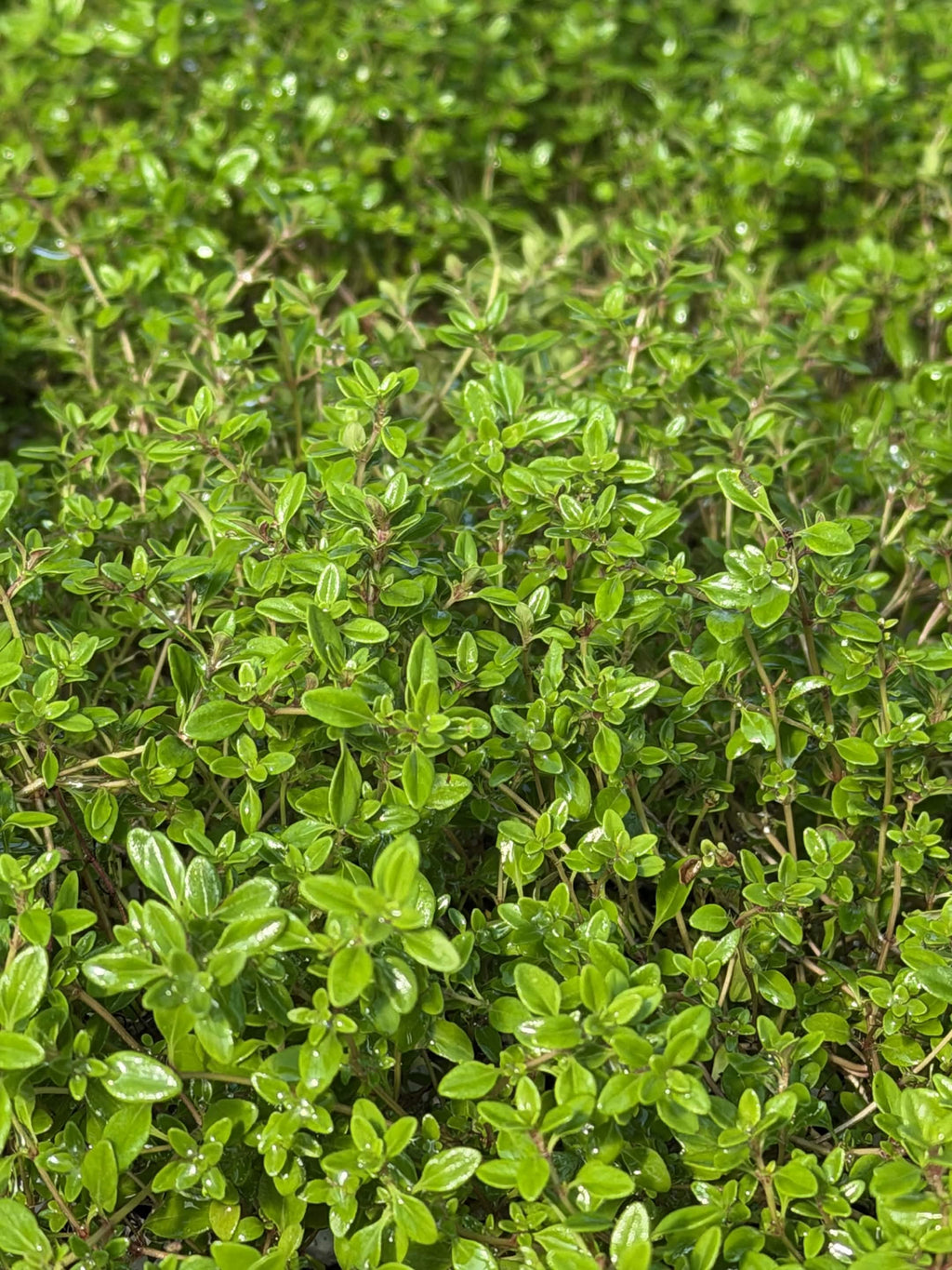 Thyme Archers Gold | Scented Herb