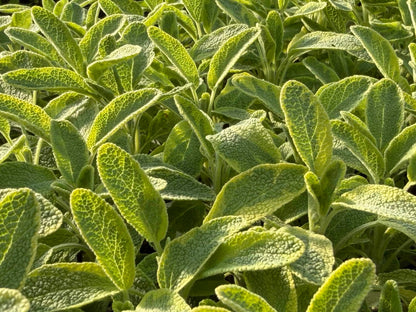 Sage - Variegated Gold