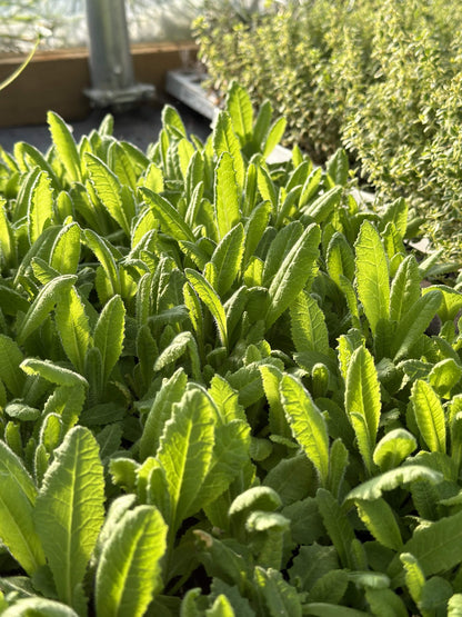 Primula Vialii - Large Plug Plants