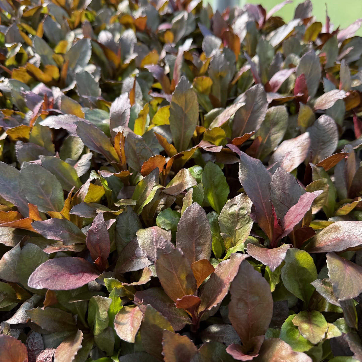 Lobelia ‘Queen Victoria’