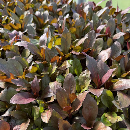 Lobelia ‘Queen Victoria’