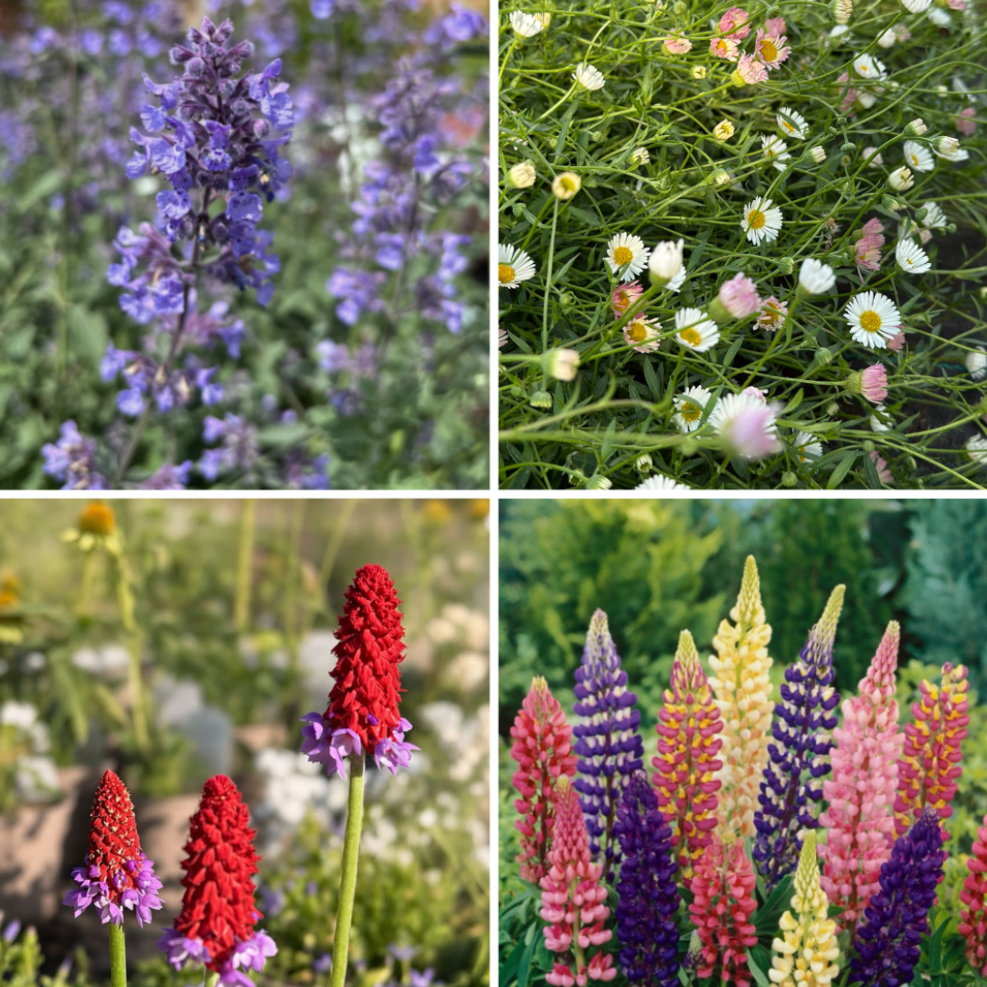 Cottage Garden Perennial 4 Pack 🌱