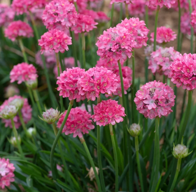 Armeria Deep Rose - Sea Thrift