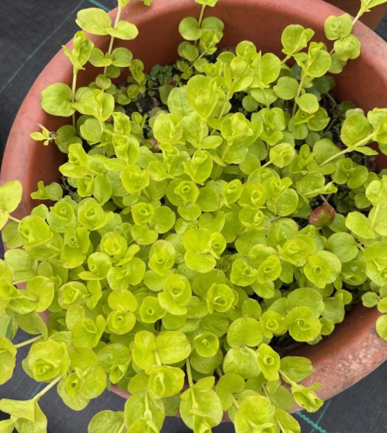 Lysimachia Creeping Jenny - Large Plug Plants