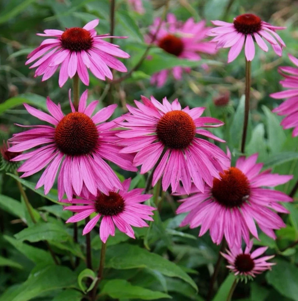 Echinacea Purpurea Perennial Plug Plants