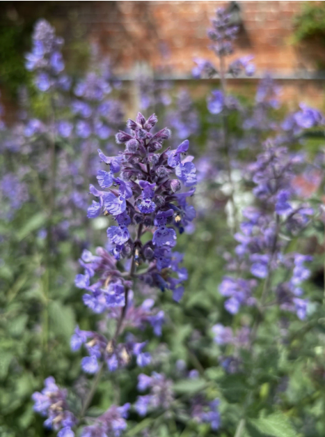 Nepeta - Catmint Large Plugs