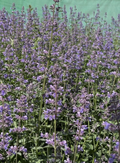 Nepeta - Catmint Large Plugs