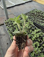 Nepeta - Catmint Large Plugs
