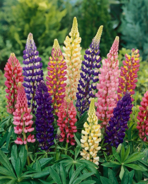 Lupin Russel Mix - Large Plug Plants