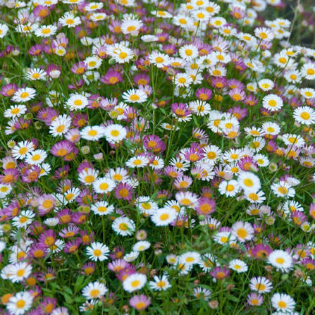 Erigeron karvinskianus Fleabane - Large Plug Plants🪴